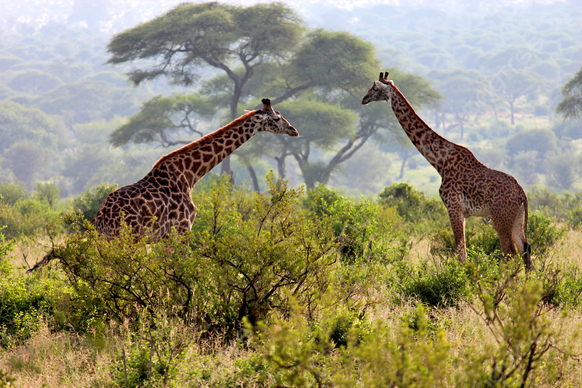 Katavi National Park