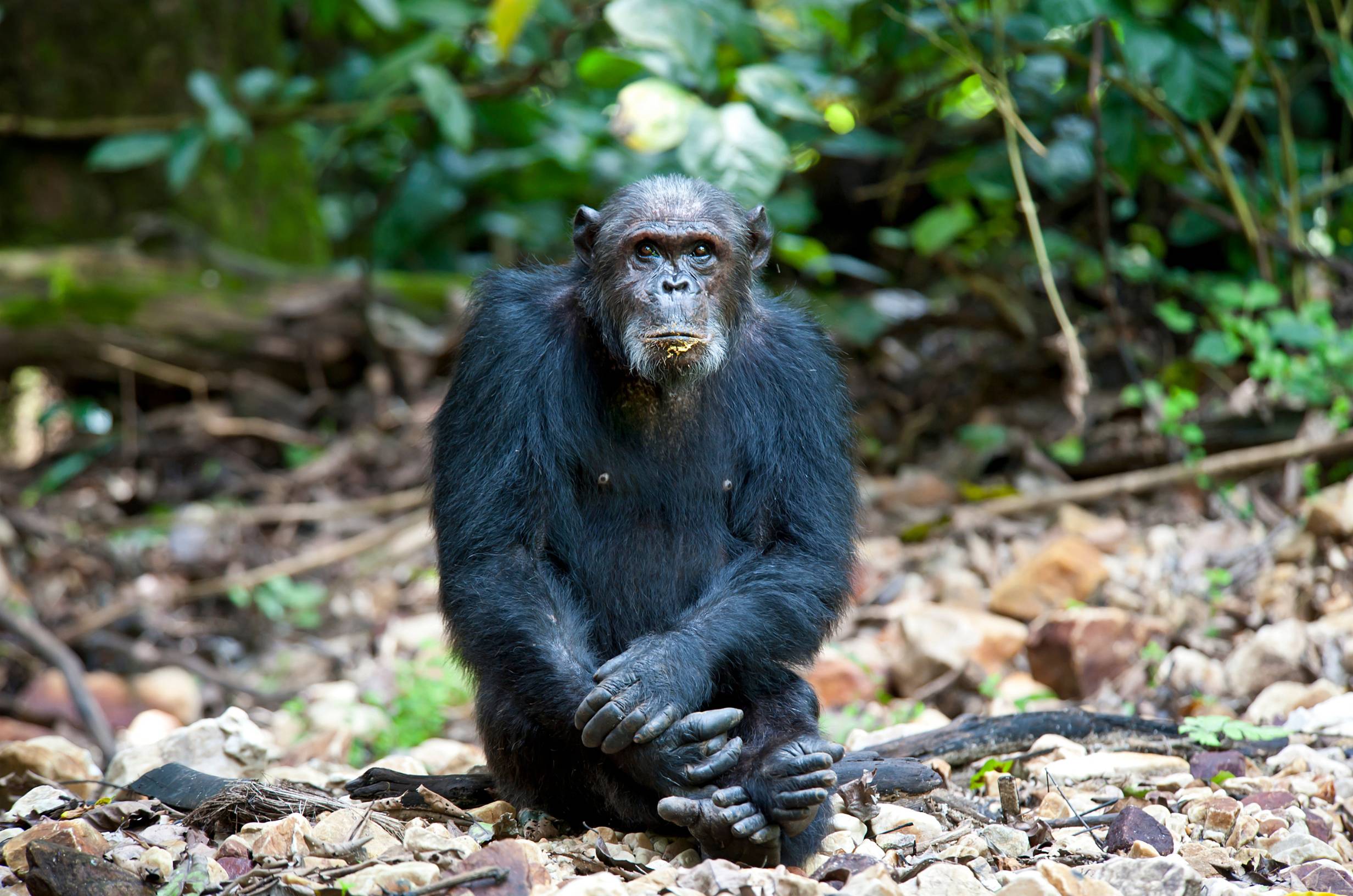 Gombe National Park
