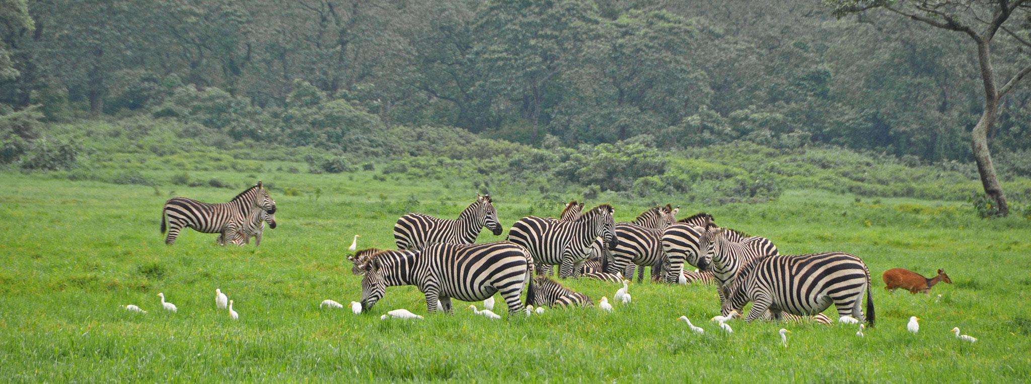 Arusha National Park - Full-Day Wildlife & Canoe Safari