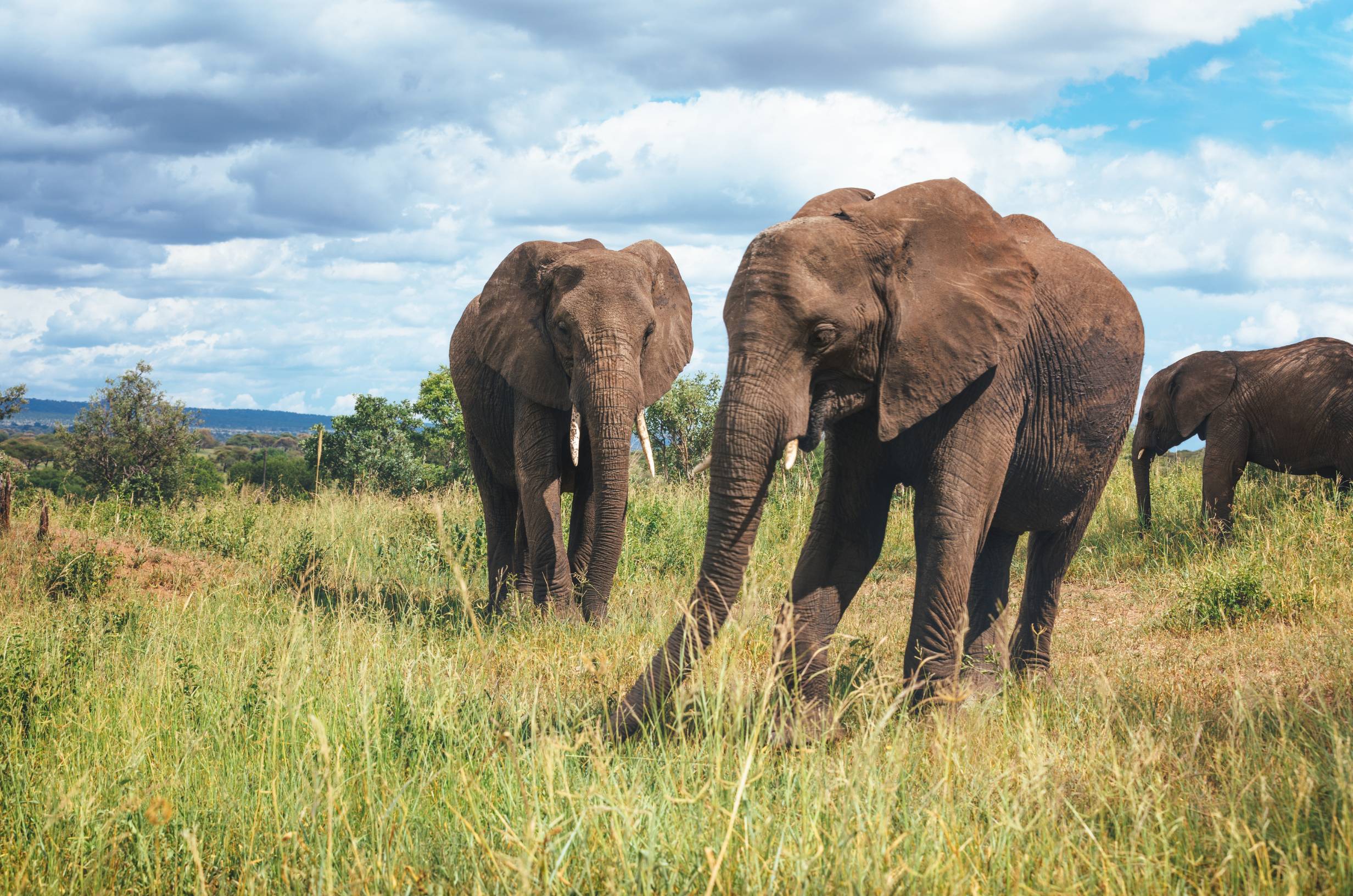 Tarangire National Park - Full-Day Elephant Safari